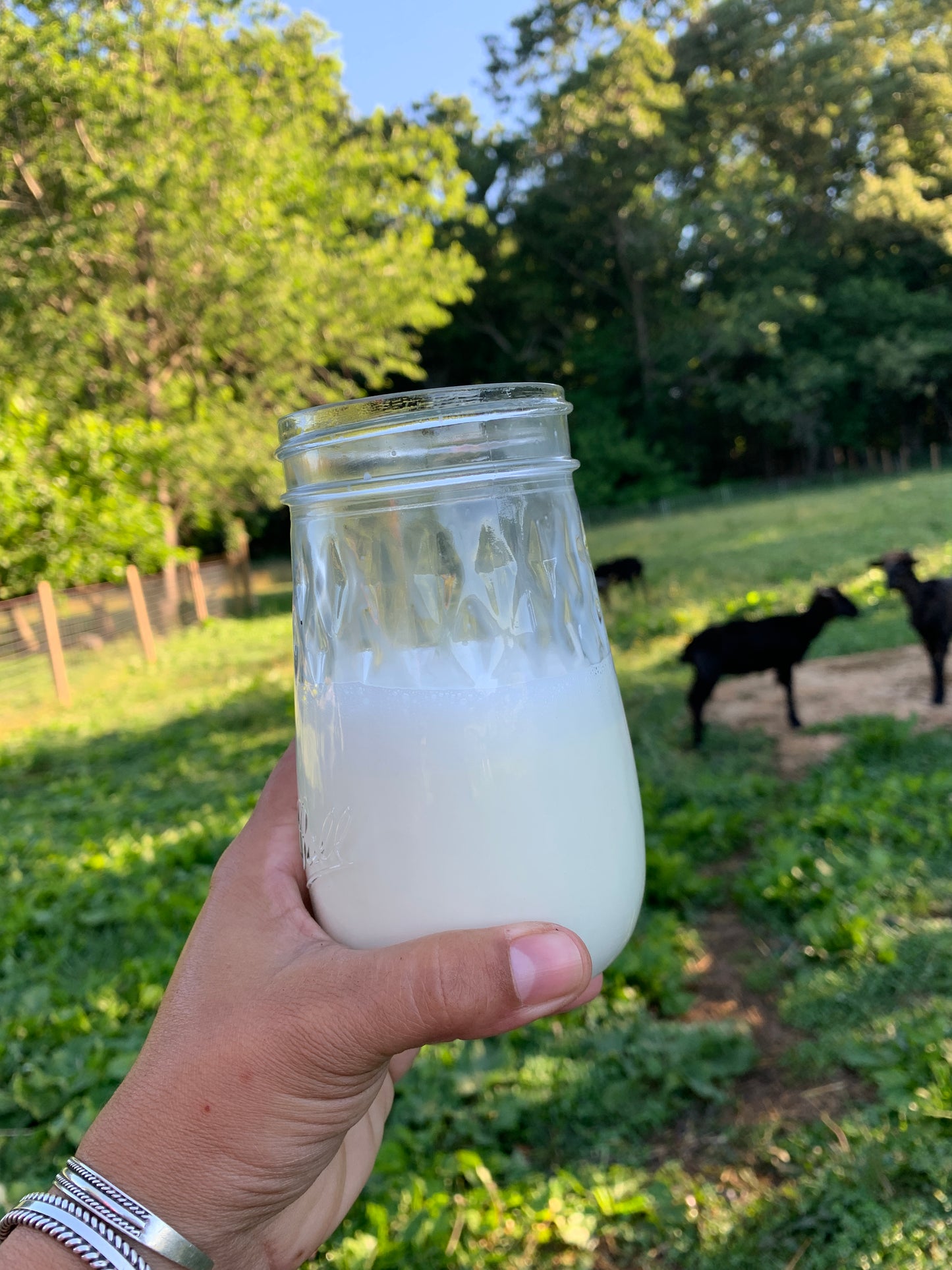 Unscented Navajo-Churro Sheep Milk & Tallow Body Butter