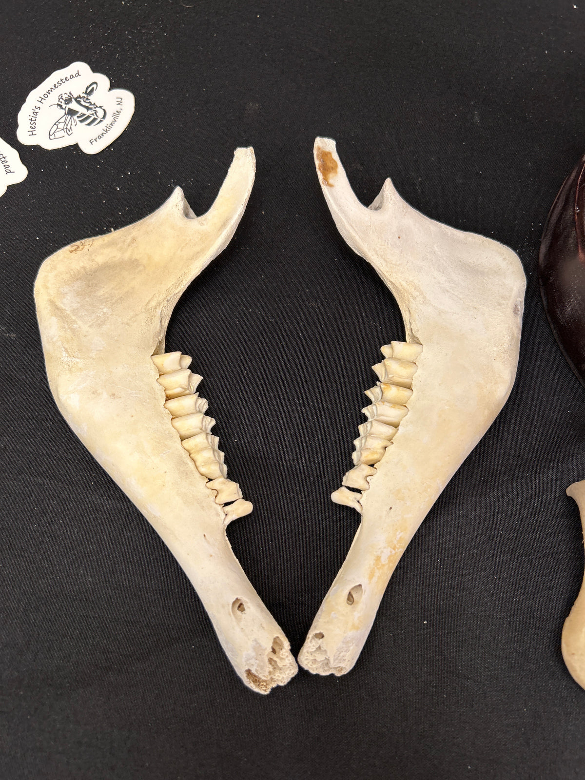 Sheep Skulls