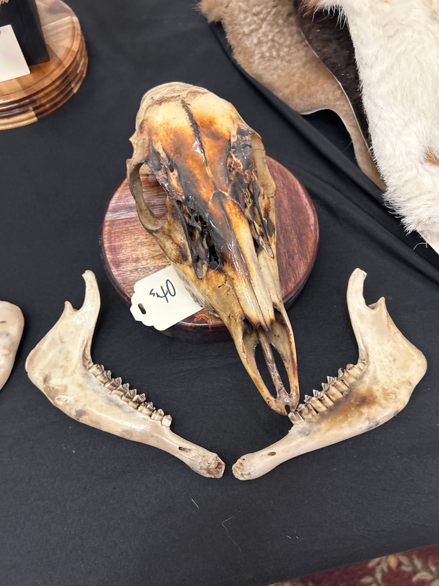 Sheep Skulls